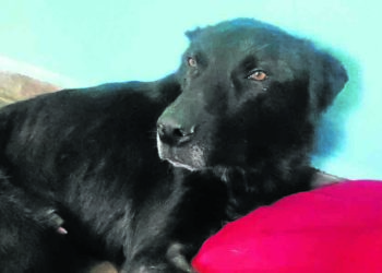 shercan-perro-abandonado-muere