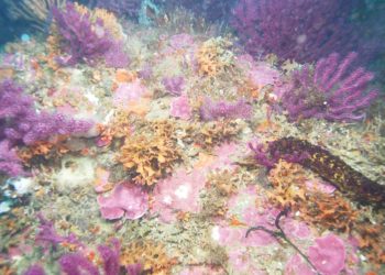 biodiversidad-mar-alboran