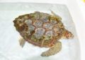 cecam-tortugas-plastico-008