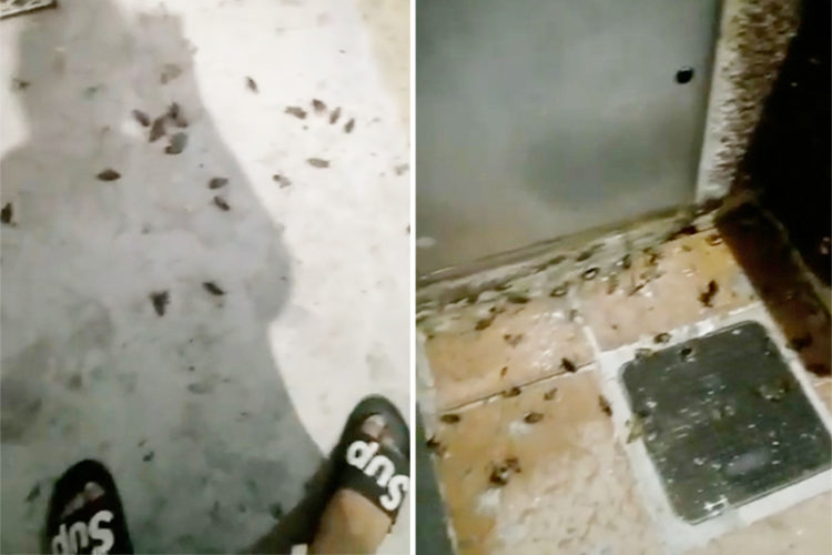 cucarachas-virgen-luz