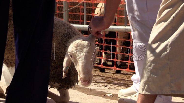 festividad-sacrificio-cordero-2022-011