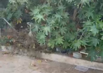 mal-olor-queja-barrio-latas-003