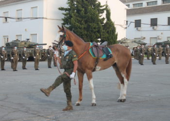 militar-caballo-desfile