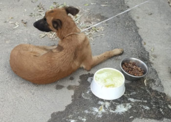 perro abandonado (1)