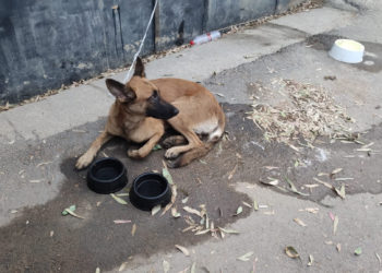 perro abandonado (2)