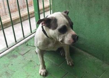 perro-abandonado