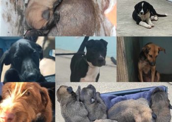 perros-abandonados-protectora