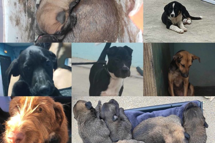 perros-abandonados-protectora