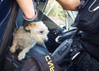policia-nacional-rescate-perros-incendio-002