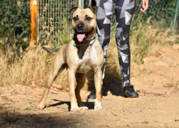 sander-perro-adopcion (2)