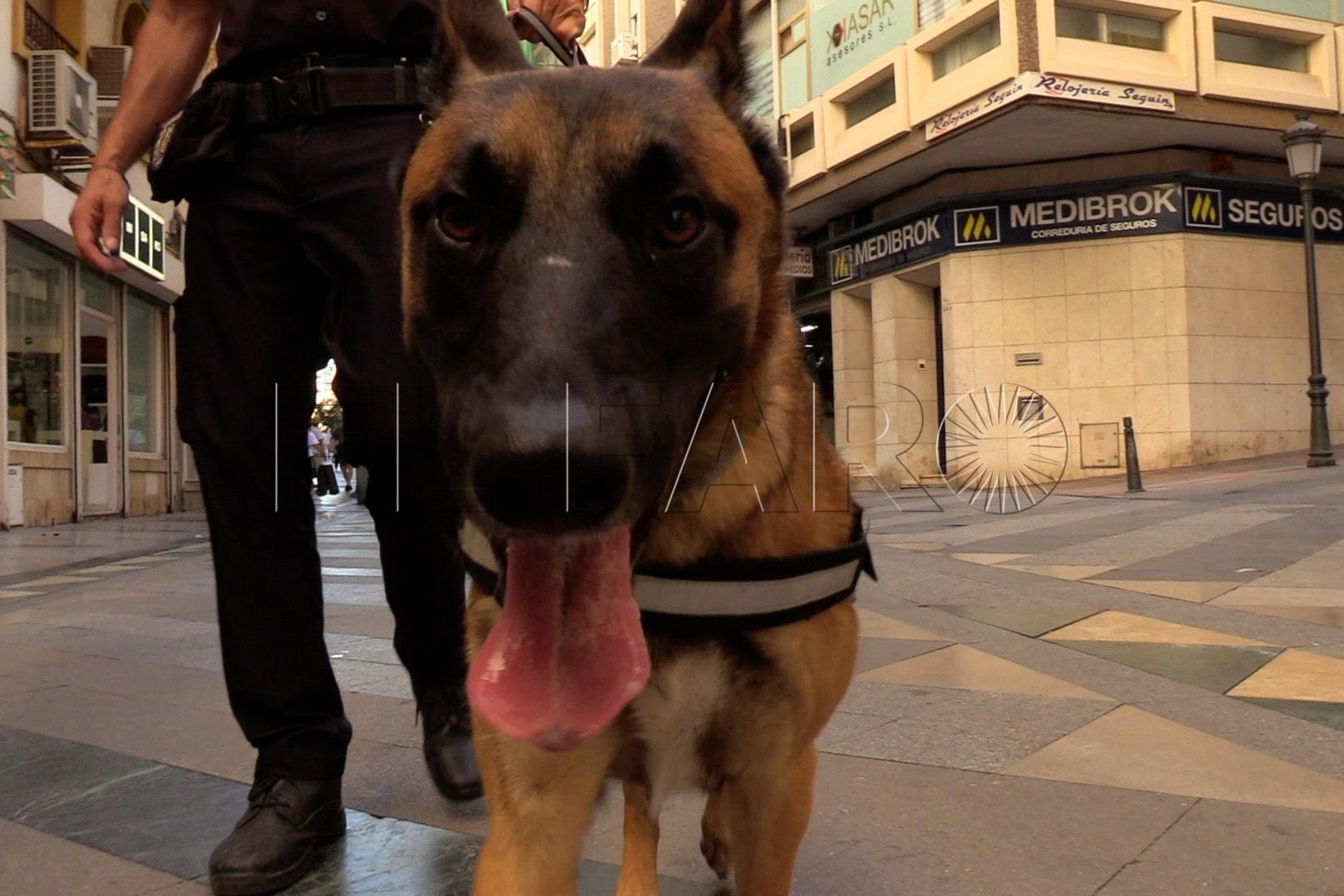 brull-perro-policia-nacional (6)