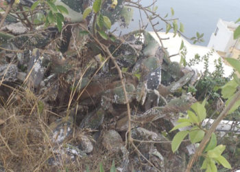 chumberas-podridas-sarchal-003