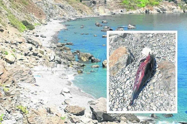 delfin-muerto-playa-sarchal