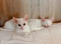 gatos albinos