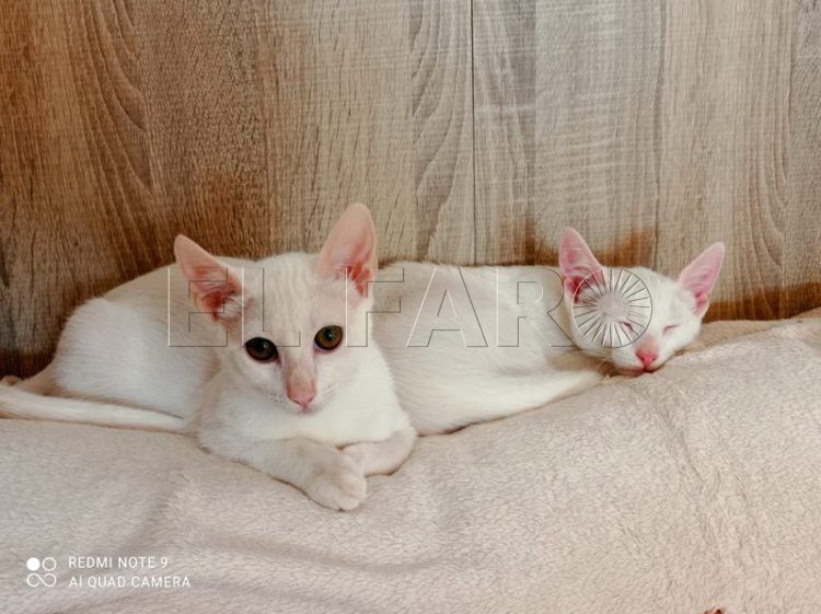 gatos albinos