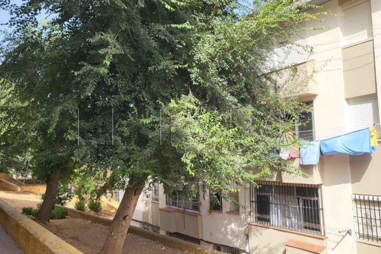 los-rosales-barriada-arbol-ventana