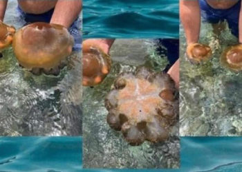 medusa-huevo-frito-2