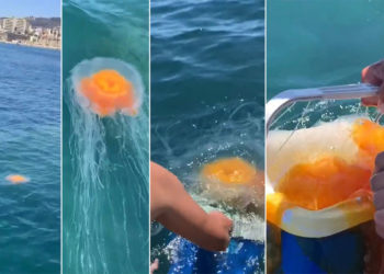 medusa-mas-grande-mundo-ceuta