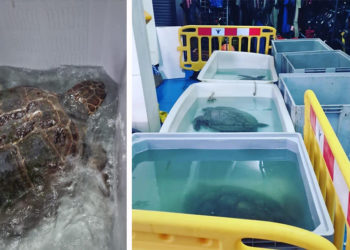 montaje-tortuga-boba-recuperada-cecam