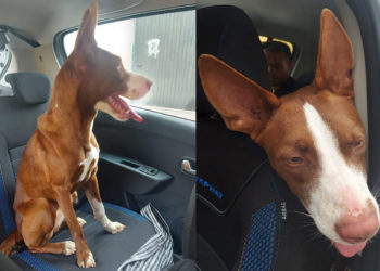 perro-abandonado-monte-hacho