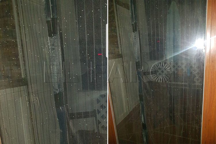 presos-hogar-plaga-cochinillas-chumberas