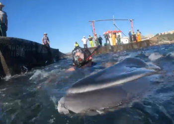 rorcual aliblanco almadraba (2)