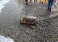 tortugas-cecam (2)