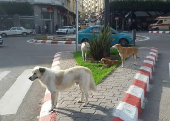 perros-callejeros-tanger