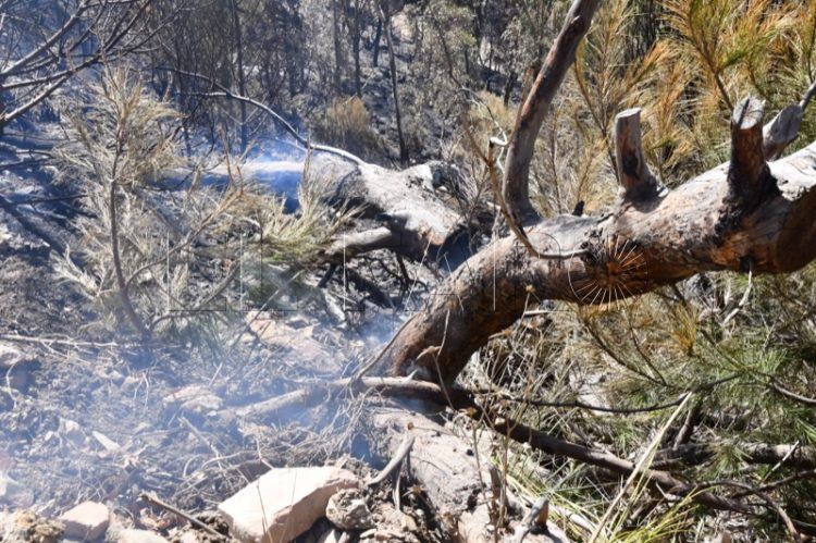 reforestacion-garcia-aldave-incendio-021