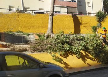 riesgo-poligono-cae-arbol-4