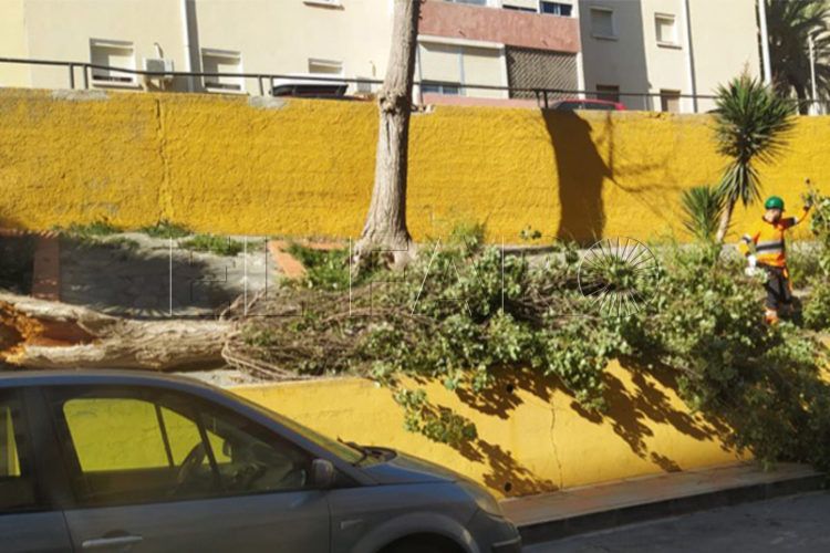 riesgo-poligono-cae-arbol-4