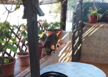 gatos-patios-casas-vecinos-valle-002