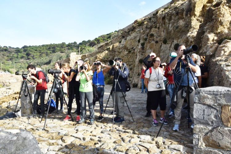 migracion-pardela-cenicienta-003
