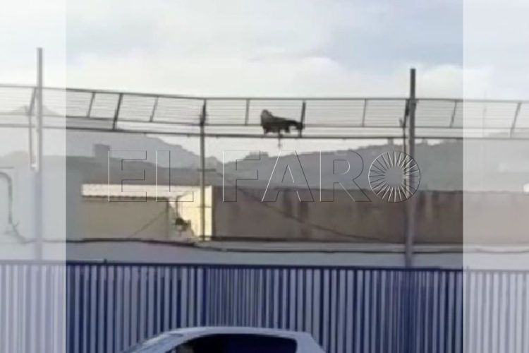 buitre-atrapado-frontera