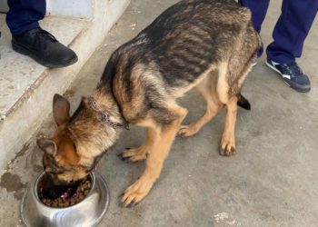 ceuta-no-protege-animales-expedientes-sancionadores-caducados