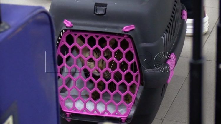 inmigrantes-familia-gatos-traslado-peninsula-005