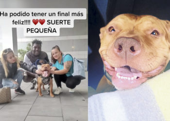 montaje-perra-nala-reencuentro