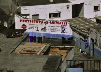 protectora-animales