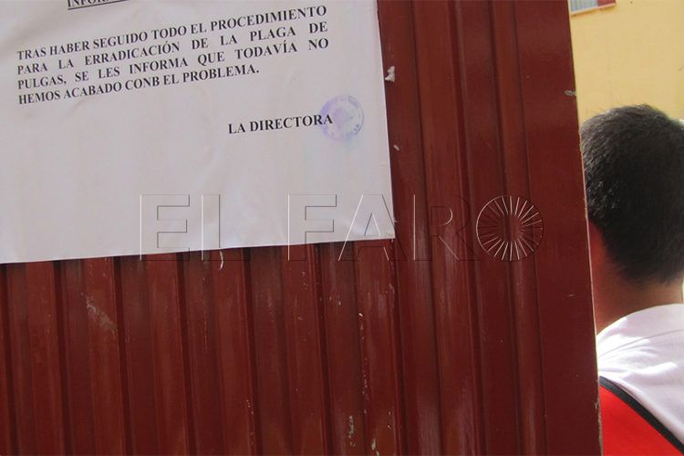 pulgas-colegios