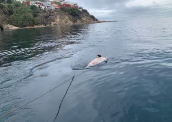 delfin-muerto-sarchal-2