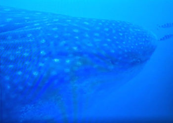 liberado-tiburon-ballena-pez-mas-grande-mundo