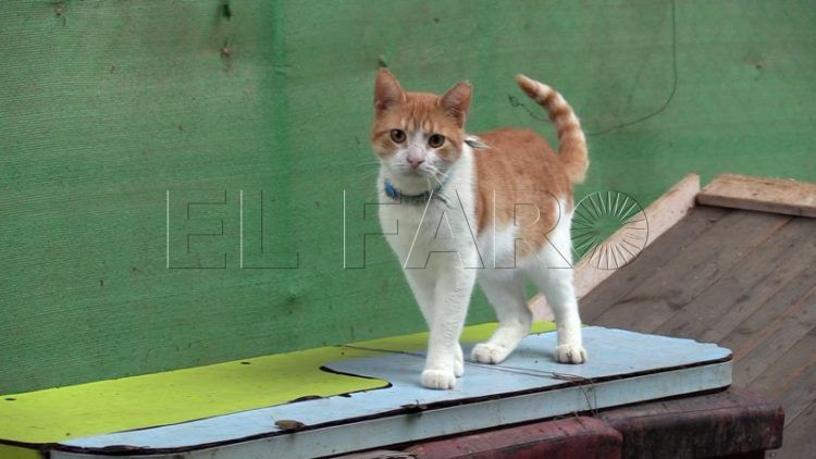 sanidad-poncio-pilatos-colonia-gatos-poligono-amenazada-agrevice-019