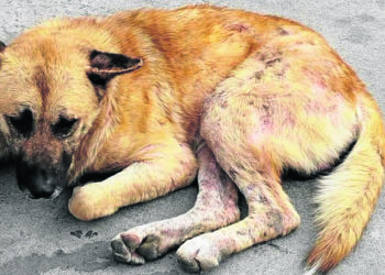 perro-abandonado-principe