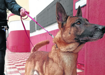 perro-osito-policia-nacional-2