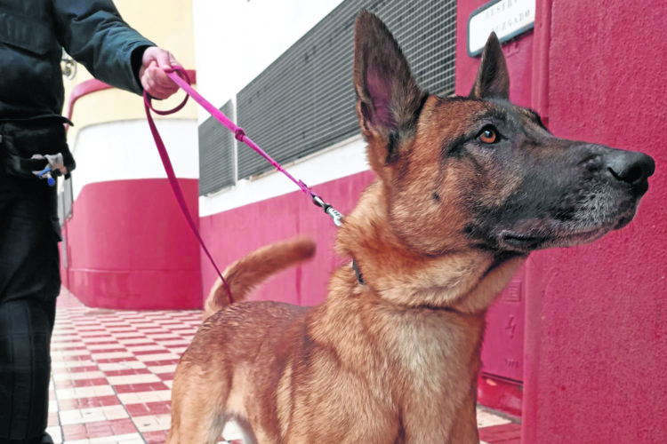 perro-osito-policia-nacional-2