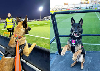 perros-policia-brull-lili