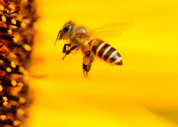 abejas