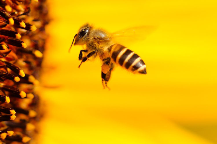 abejas