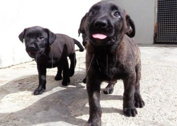 cachorros-busca-hogar