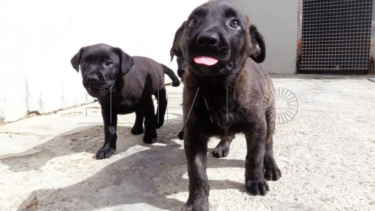 cachorros-busca-hogar